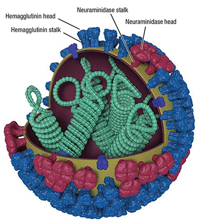 Influenza virus. Image coutresy of the Centers for Disease Control and Prevention.