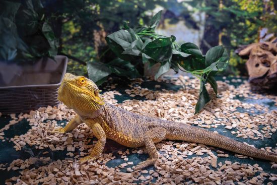 View of Salmonella infections linked to pet bearded dragons | AAP News ...