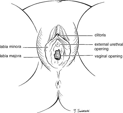 FIGURE 1. Normal female genital anatomy.