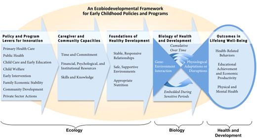 FIGURE 2. An ecobiodevelopmental framework for early childhood policies and programs. This was adapted from ref 1. See text for details.