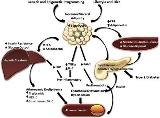 The Metabolic Syndrome in Children and Adolescents: Shifting the Focus ...