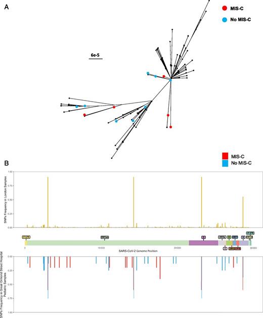 FIGURE 1. Characteristics of SARS-CoV-2 sequences from children with and without MIS-C. A, Phylogenetic tree of sequences analyzed in this study. Tips colored in red represent children with MIS-C; blue, children without MIS-C; and black, other sequences from London with no association to MIS-C. B, Frequency of occurrence of SNPs. In the top graph, 130 London samples are represented in yellow. In the bottom graph, 13 pediatric samples from Great Ormand Street Hospital are presented: red represents 5 MIS-C samples, and blue represents 8 non–MIS-C samples. The x-axis is annotated with a map of the reading frames in the viral genome. E, envelope protein; M, membrane protein; N, nuclearprotein; S, spike protein; UTR, untranslated region.