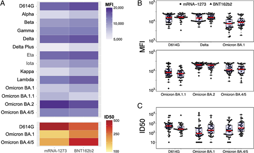 Immunogenicity of mRNA-1273 and BNT162b2 vaccines in children <5 years of age. SARS-CoV-2-specific antibody binding and neutralization were compared by vaccine product (mRNA-1273 recipients: n = 40; BNT162b2 recipients: n = 35). A, The top heatmap displays the geometric means of SARS-CoV-2 variant-specific binding antibody responses as measured by BAMA by vaccine product. Antibody binding is expressed as mean fluorescence intensity (MFI) of serum antibodies specific to SARS-CoV-2 Spike proteins for each variant. The bottom heatmap displays the geometric means of variant-specific antibody neutralization titers (ID50) measured using a pseudovirus neutralization assay by vaccine product. B, Antibody binding of Spike proteins from D614G, Delta, and Omicron variants are expressed as mean fluorescence intensity (MFI) and shown by vaccine product. Each point represents data from an individual participant. The red line indicates the median, and the top and bottom of the box indicate the first and third quartiles. C, Antibody-mediated neutralization of D614G, Omicron BA.1, and Omicron BA.4/5 pseudoviruses, reported as ID50, for each vaccine product. Each point represents data from an individual participant. The red line indicates the median, and the top and bottom of the box indicate the first and third quartiles. No comparisons were significant by Wilcoxon rank-sum tests after correction for multiple testing.