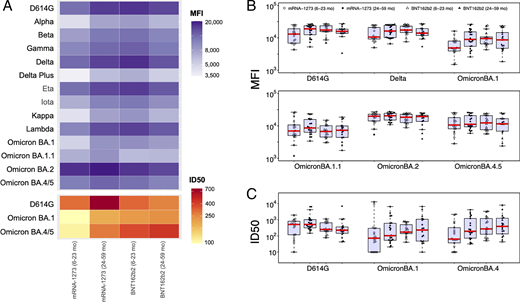 Immunogenicity of mRNA-1273 and BNT162b2 vaccines in young children by age category. SARS-CoV-2-specific antibody binding and neutralization were compared by vaccine product and age category (mRNA-1273 recipients 6-23 months of age: n = 18; mRNA-1273 recipients 24–59 months of age: n = 22; BNT162b2 recipients 6–23 months of age: n = 17; BNT162b2 recipients 24–59 months of age: n = 18). A, The top heatmap displays the geometric means of SARS-CoV-2 variant-specific antibody by BAMA within each vaccine product by age category. Antibody binding is expressed as mean fluorescence intensity (MFI) of serum antibodies specific to SARS-CoV-2 Spike proteins for each variant. The bottom heatmap displays the geometric means of antibody neutralization titers (ID50) by vaccine product for each variant evaluated. B, Antibody binding of Spike proteins from D614G, Delta, and Omicron variants are expressed as mean fluorescence intensity (MFI) for each vaccine product by age category. Each point represents data from an individual participant. The red line indicates the median, and the top and bottom of the box indicate the first and third quartiles. C, Antibody-mediated neutralization of D614G, Omicron BA.1, and Omicron BA.4/5 pseudoviruses, reported as ID50, for each vaccine product by age category. Each point represents data from an individual participant. The red line indicates the median, and the top and bottom of the box indicate the first and third quartiles. No comparisons were significant by Wilcoxon rank-sum tests after correction for multiple testing.