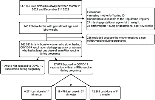 Flowchart showing the construction of the cohort and exclusions at each step. 147 147 infants were liveborn in Norway between March 1st, 2021, and December 31st, 2023, and after excluding infants and mothers without a national identification number, infants with birthweight under 500 grams or missing, gestational age at birth under 22 weeks or missing and infants of mothers who received a non-mRNA COVID-19 vaccine during pregnancy, 146 031 children were included in the analysis.